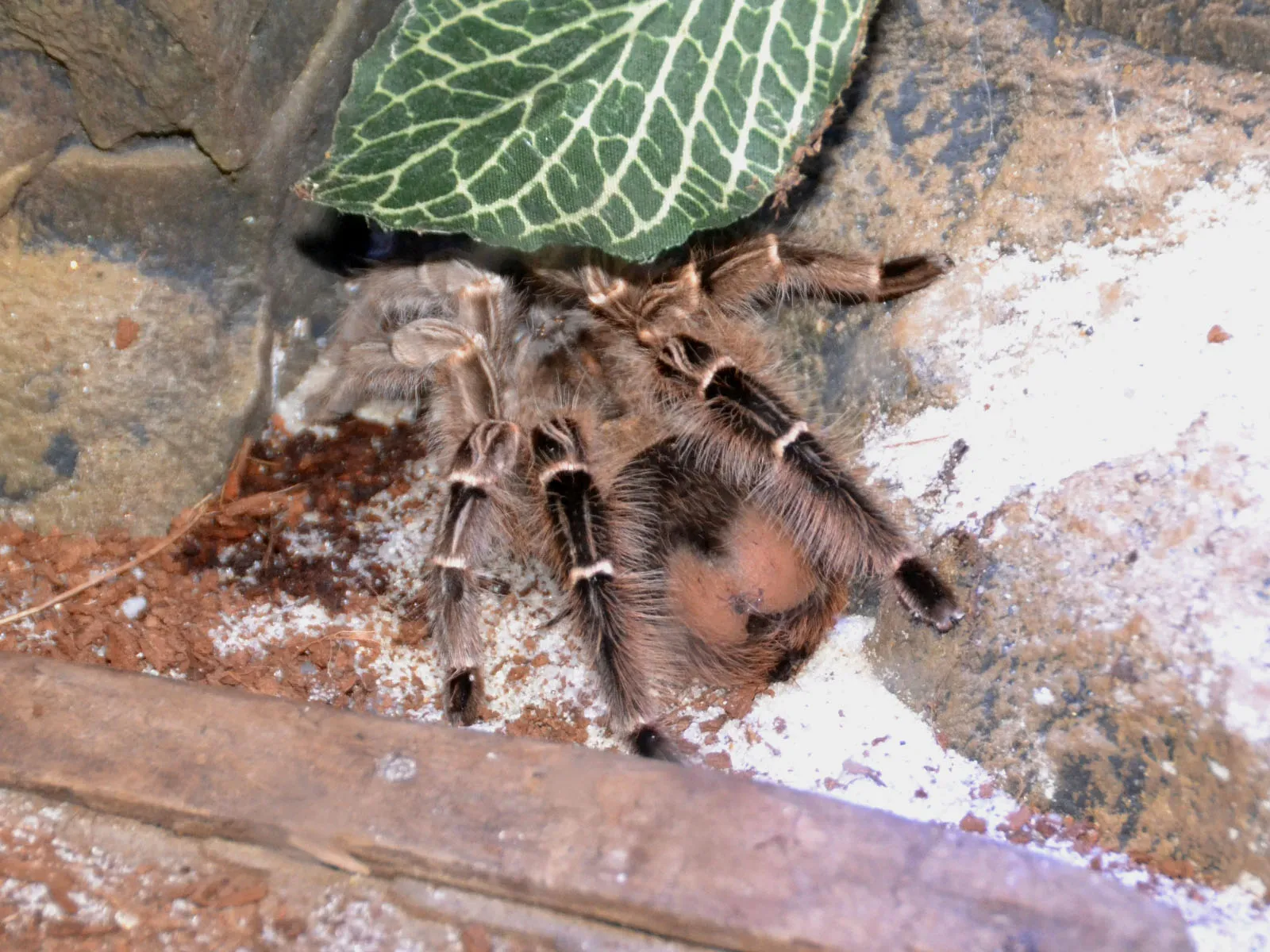 22401 zebra tarantula amazon appearance
