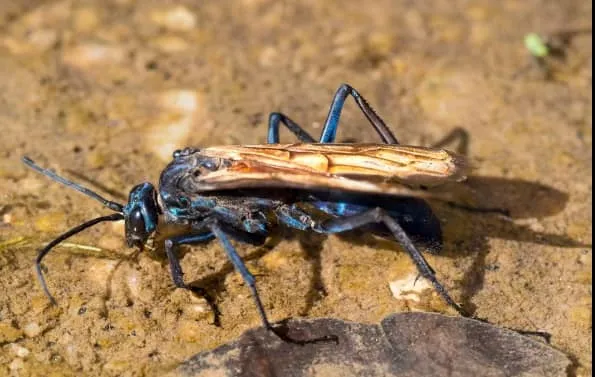 22401 zebra tarantula amazon feeding