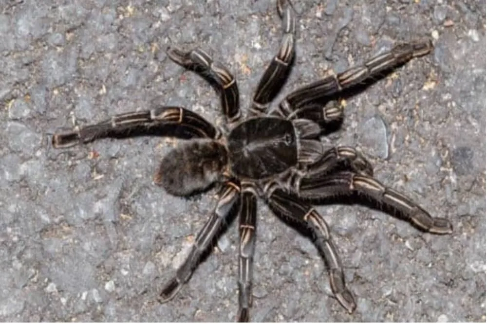 22401 zebra tarantula amazon handling