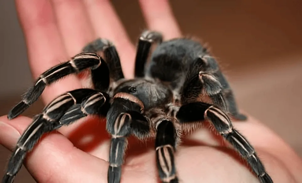 22401 zebra tarantula amazon health