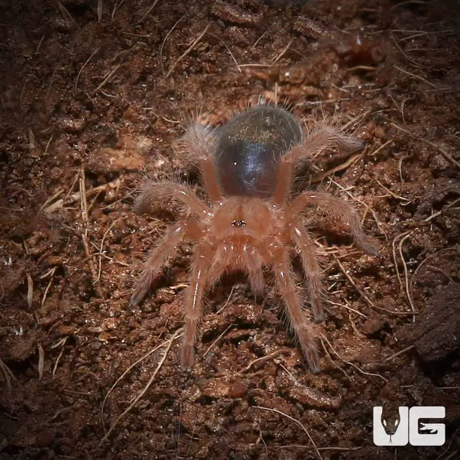 22402 chaco tarantula feeding