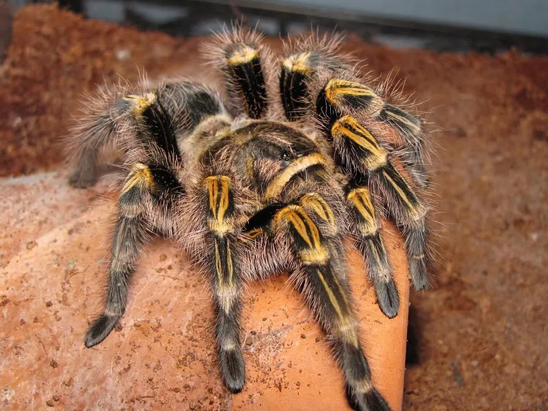 22402 chaco tarantula molting