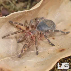 /img/22402-chaco-tarantula-overview.webp