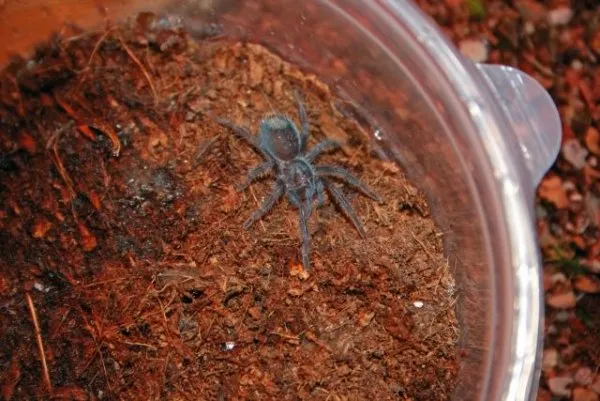 /img/22403-haitian-bird-eater-tarantula-conservation.webp