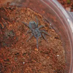 /img/22403-haitian-bird-eater-tarantula-conservation.webp