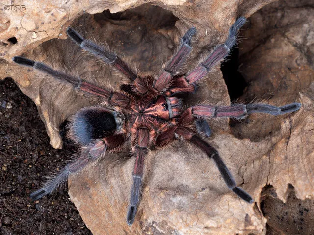 22403 haitian bird eater tarantula feeding