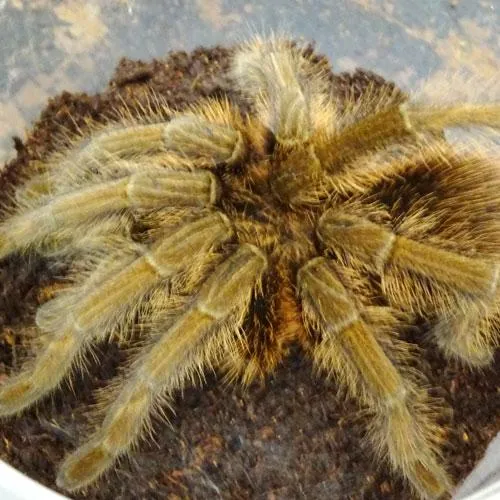 22403 haitian bird eater tarantula handling
