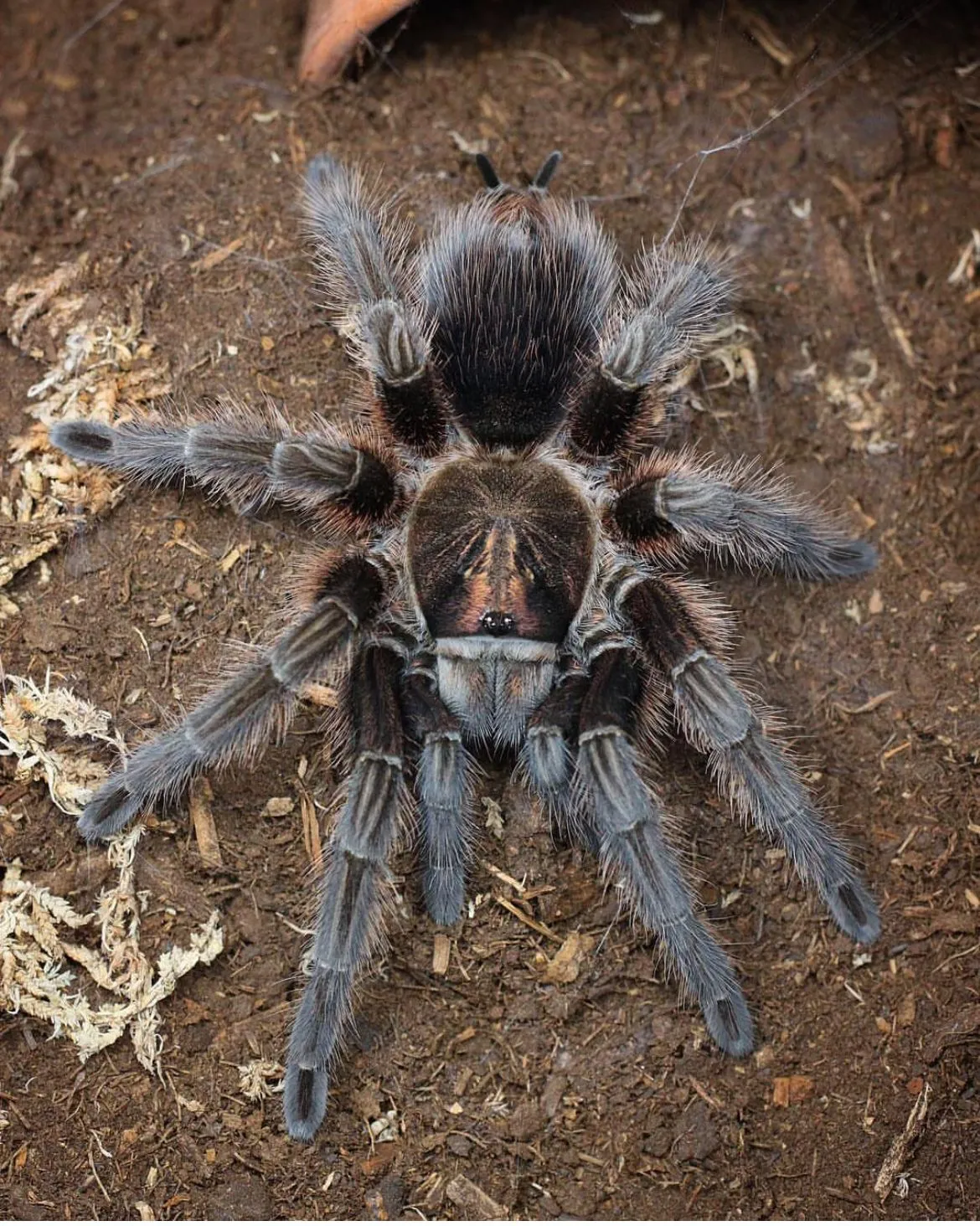 22403 haitian bird eater tarantula overview