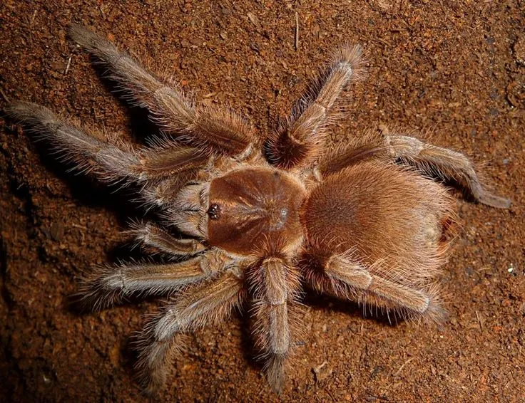 22403 haitian bird eater tarantula size