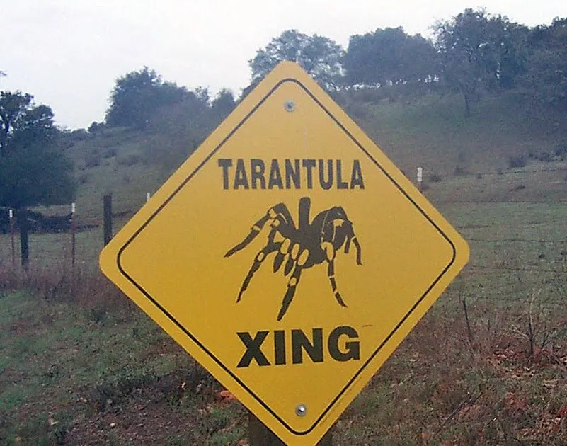 22404 tarantula identification