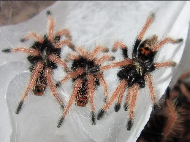 22405 brazilian black tarantula sling
