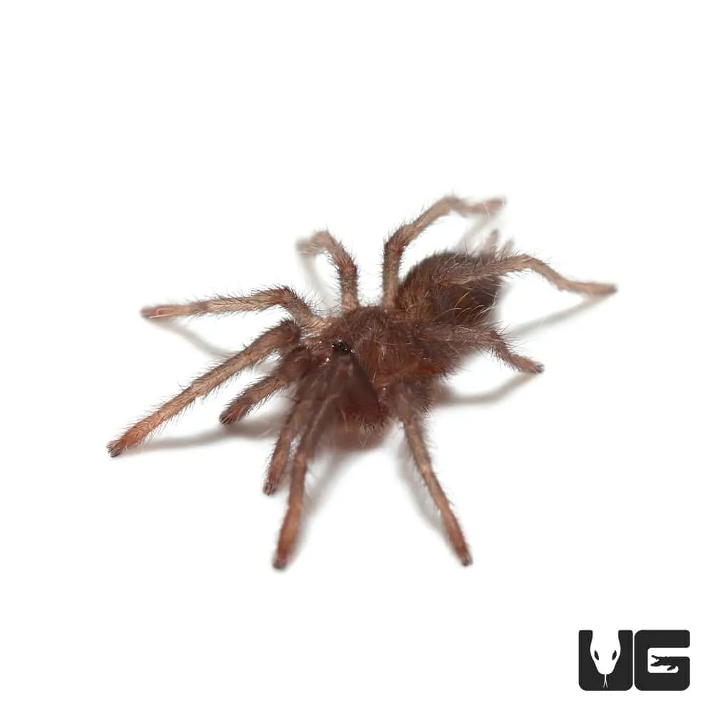 22405 chilean rose tarantula sling
