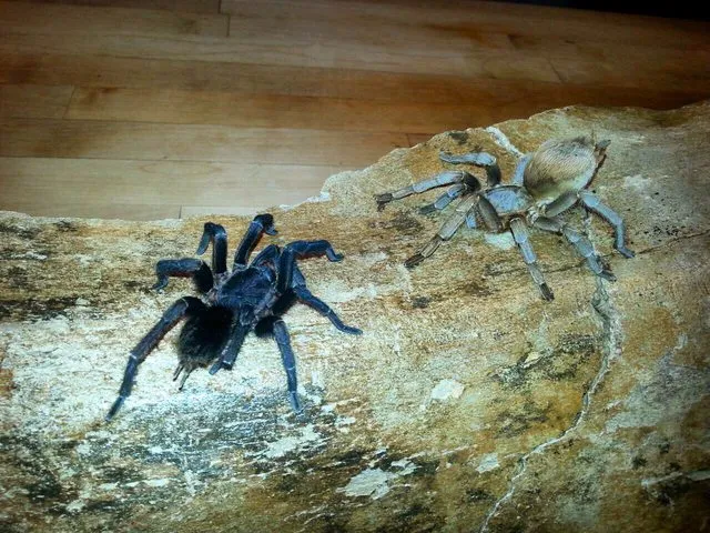 22405 costa rican tiger rump tarantula sling
