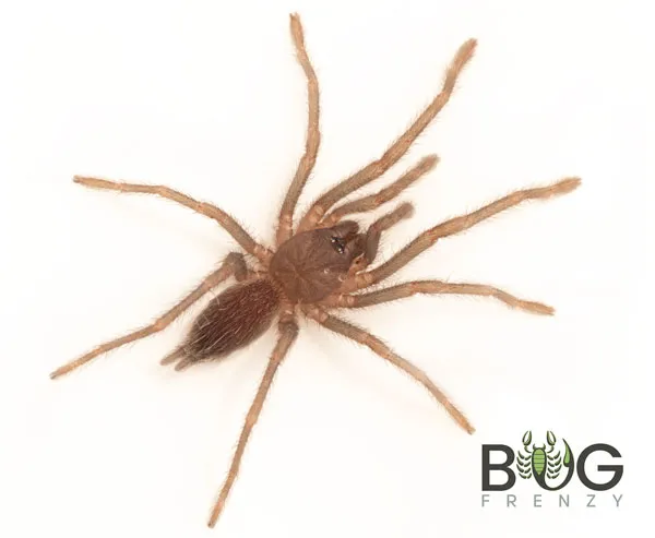 22405 goliath birdeater tarantula sling