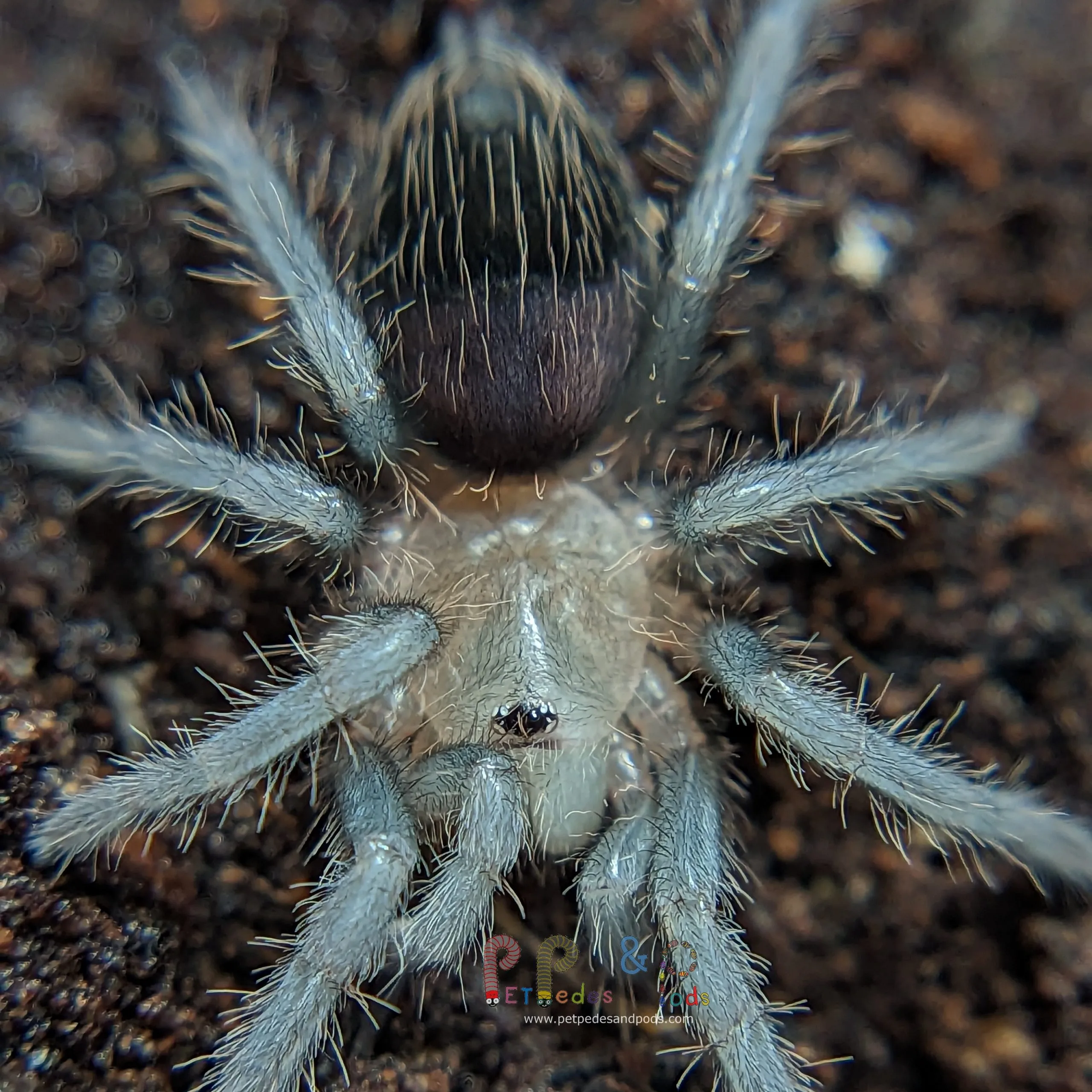 22405 mexican red knee tarantula sling