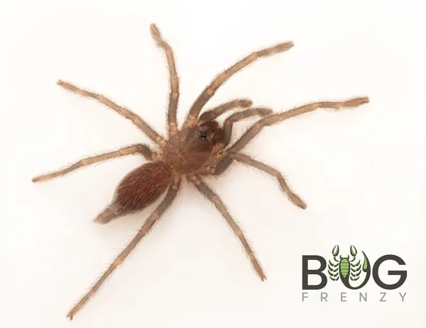 22405 pink zebra beauty tarantula sling