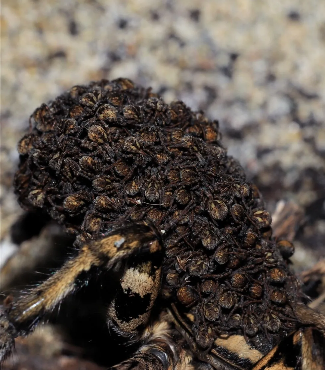 22405 tarantula sling overview