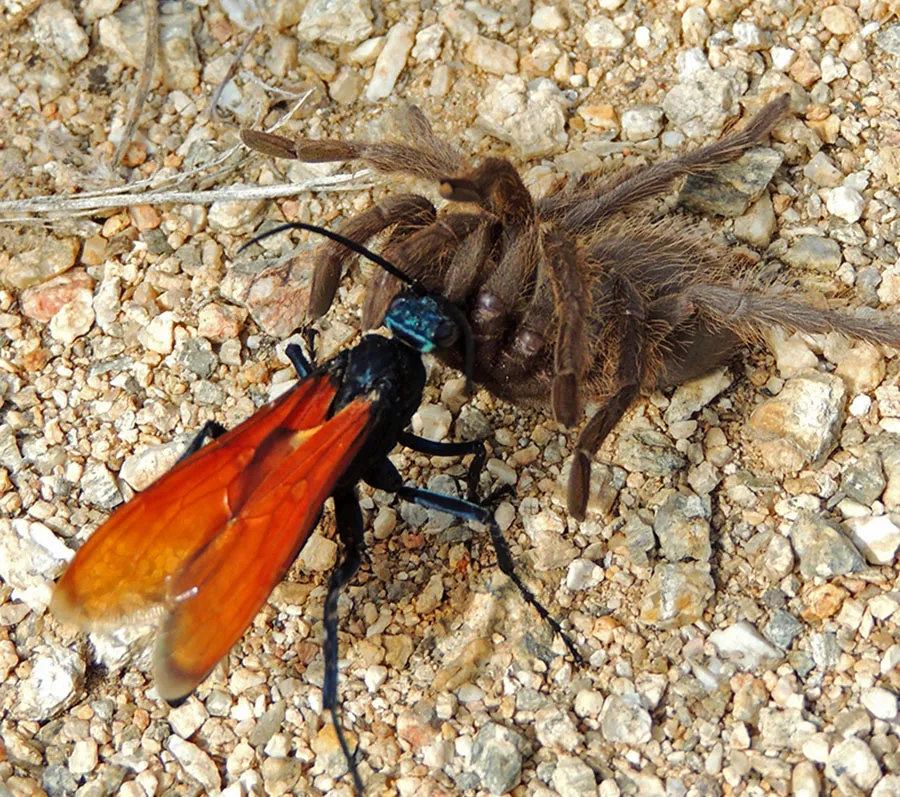 22406 tarantula hawk wasp sting