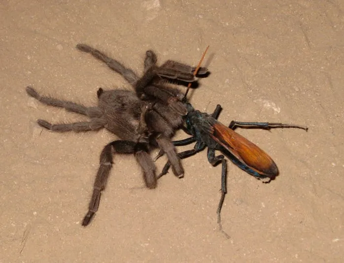 22406 tarantula hawk wasp