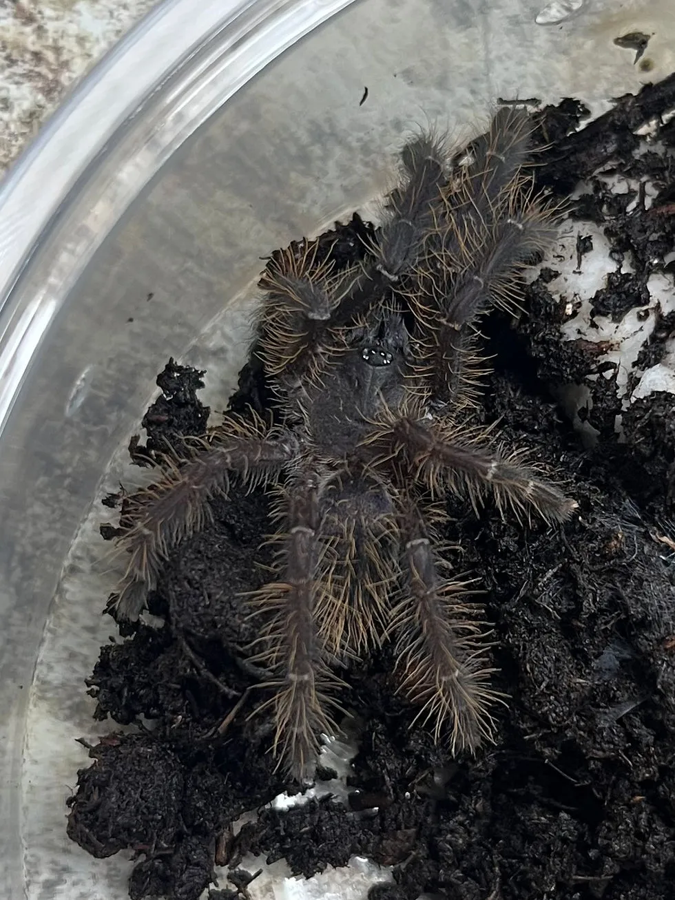 /img/22407-singapore-tarantula-conservation.webp