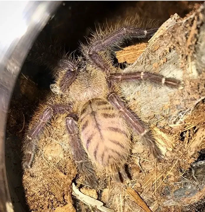 22407 singapore tarantula lifespan