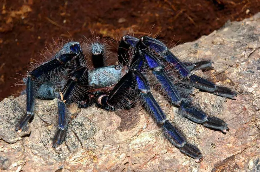 22407 singapore tarantula size
