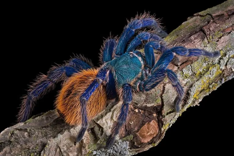 22408 green bottle blue tarantula appearance