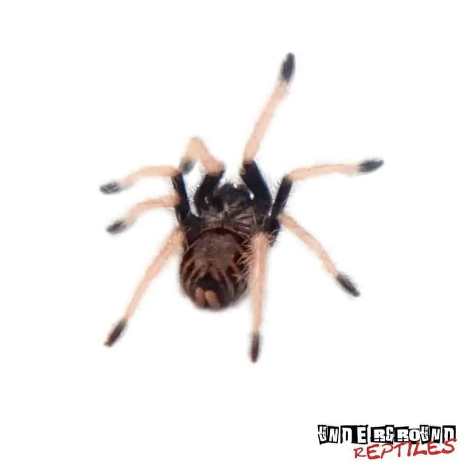 22408 green bottle blue tarantula handling