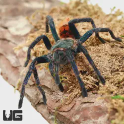 /img/22408-green-bottle-blue-tarantula-health.webp