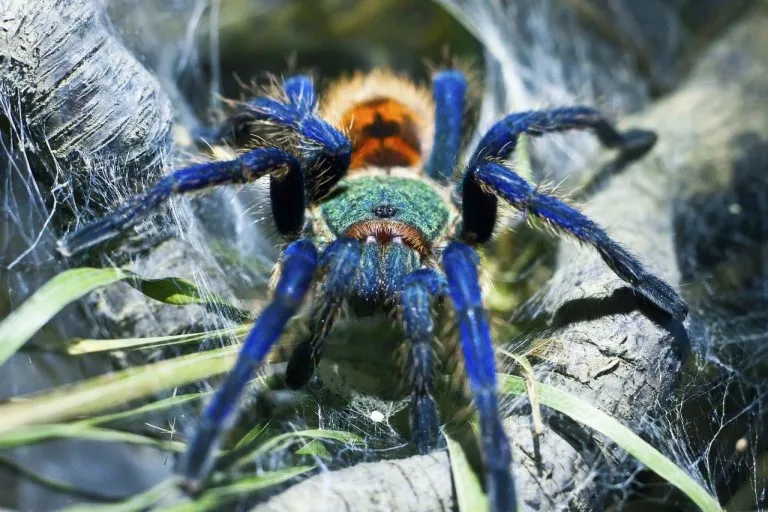 22408 green bottle blue tarantula intro