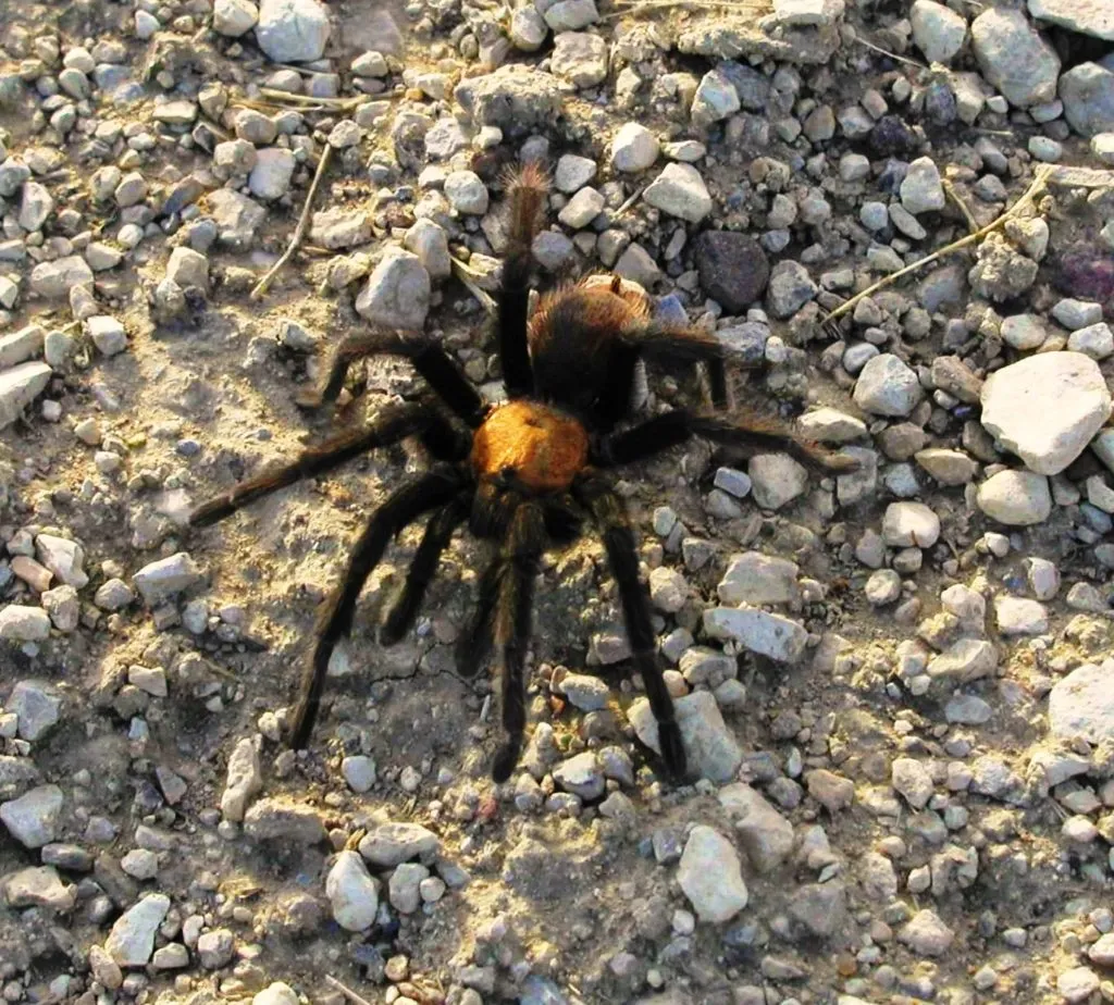 22409 tarantula behavior