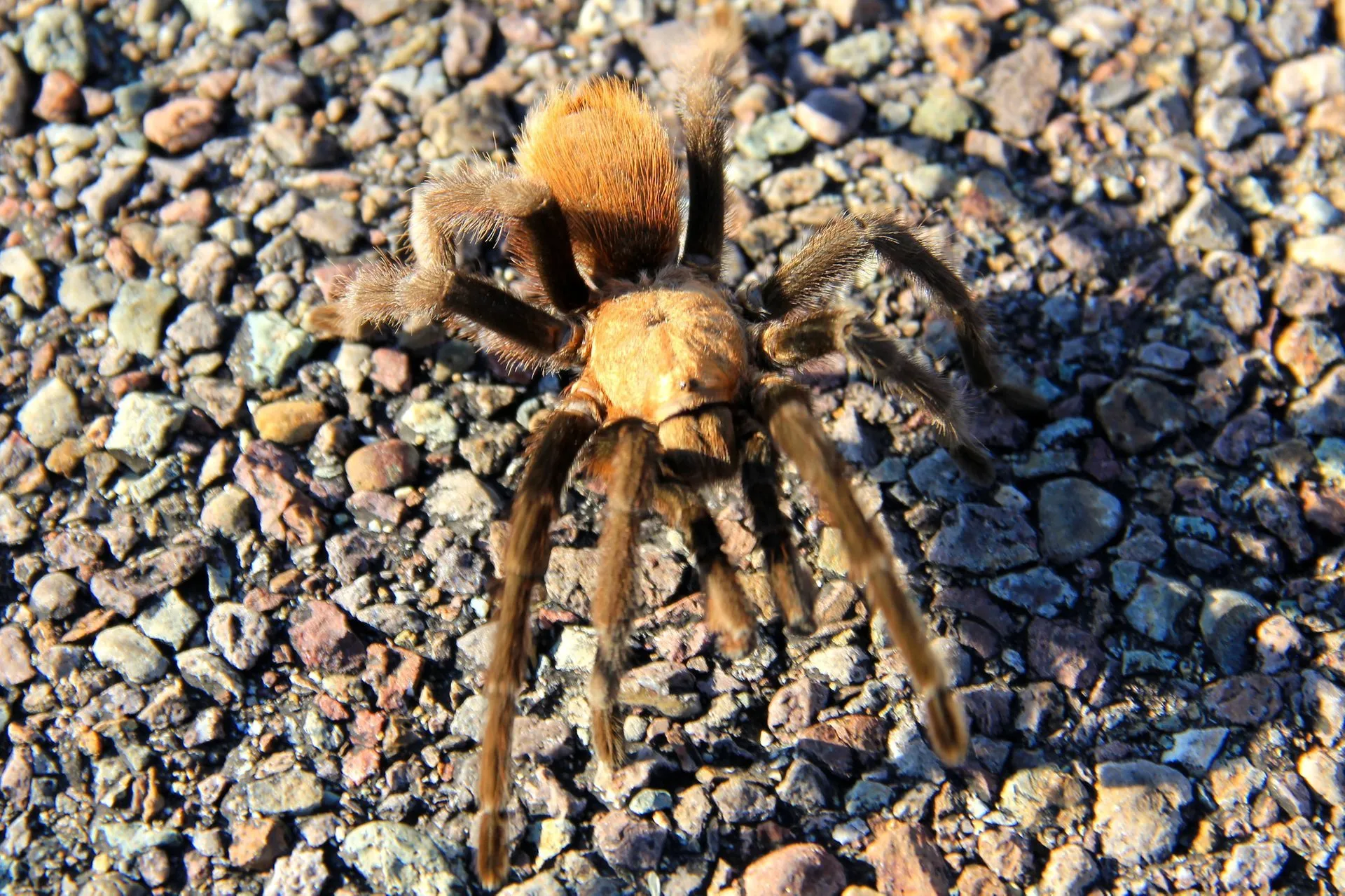 /img/22409-tarantula-conservation.webp