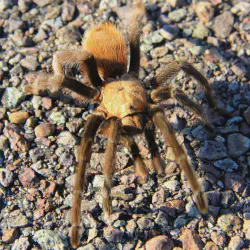 /img/22409-tarantula-conservation.webp