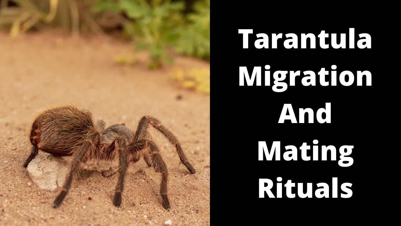 22409 tarantula migration overview