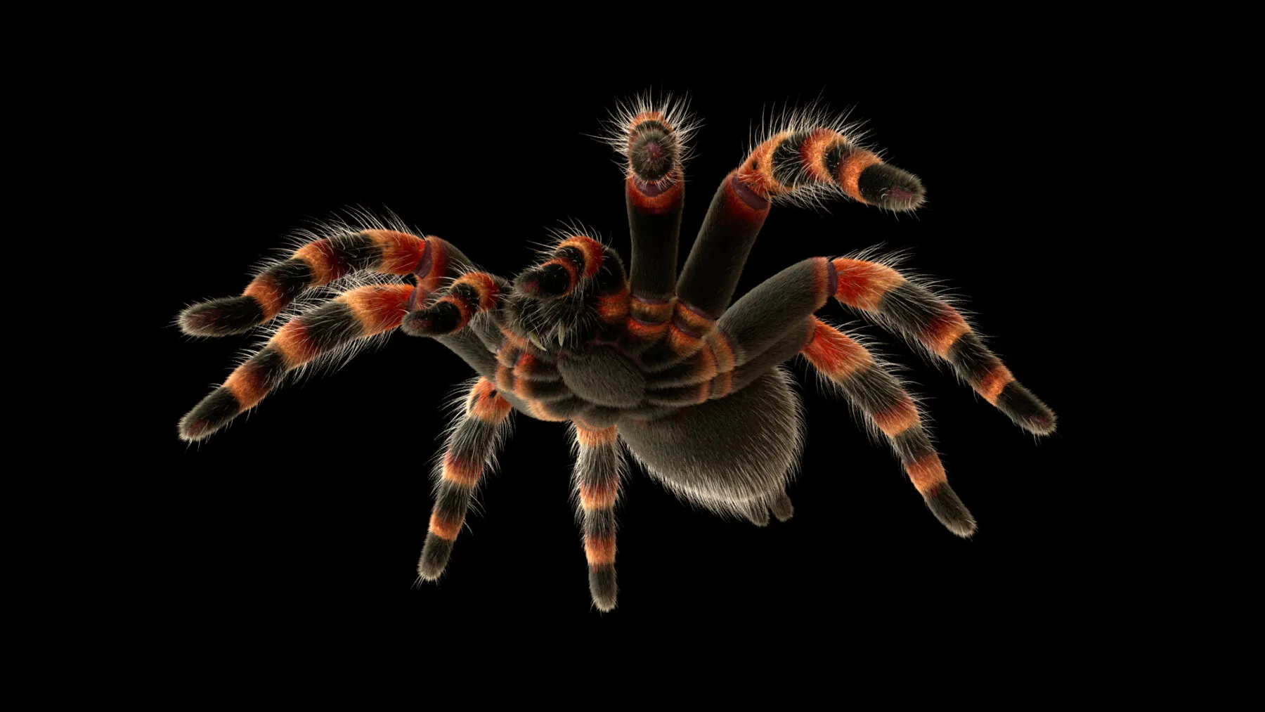 /img/22410-tarantula-habitat.webp