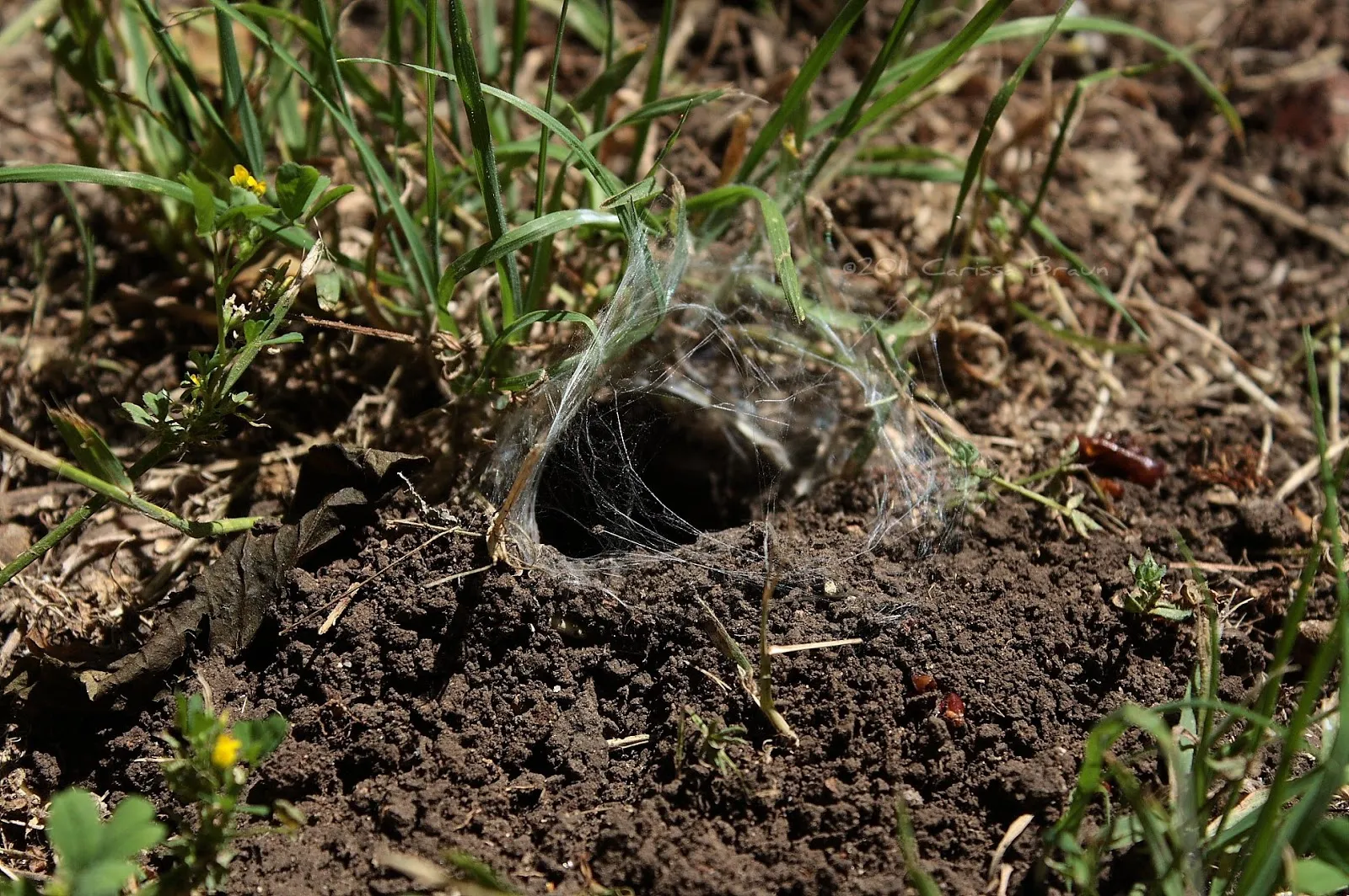 22410 tarantula prey trap