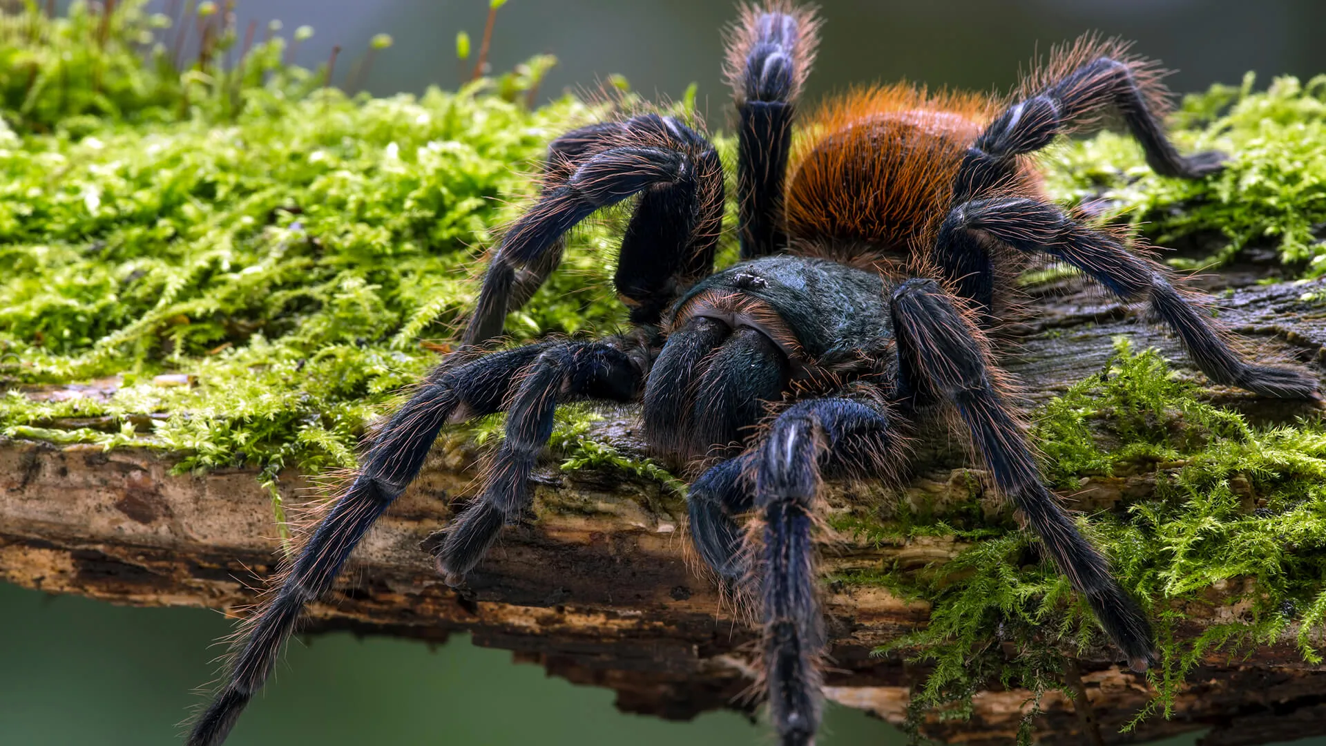 22411 tarantula environment decor