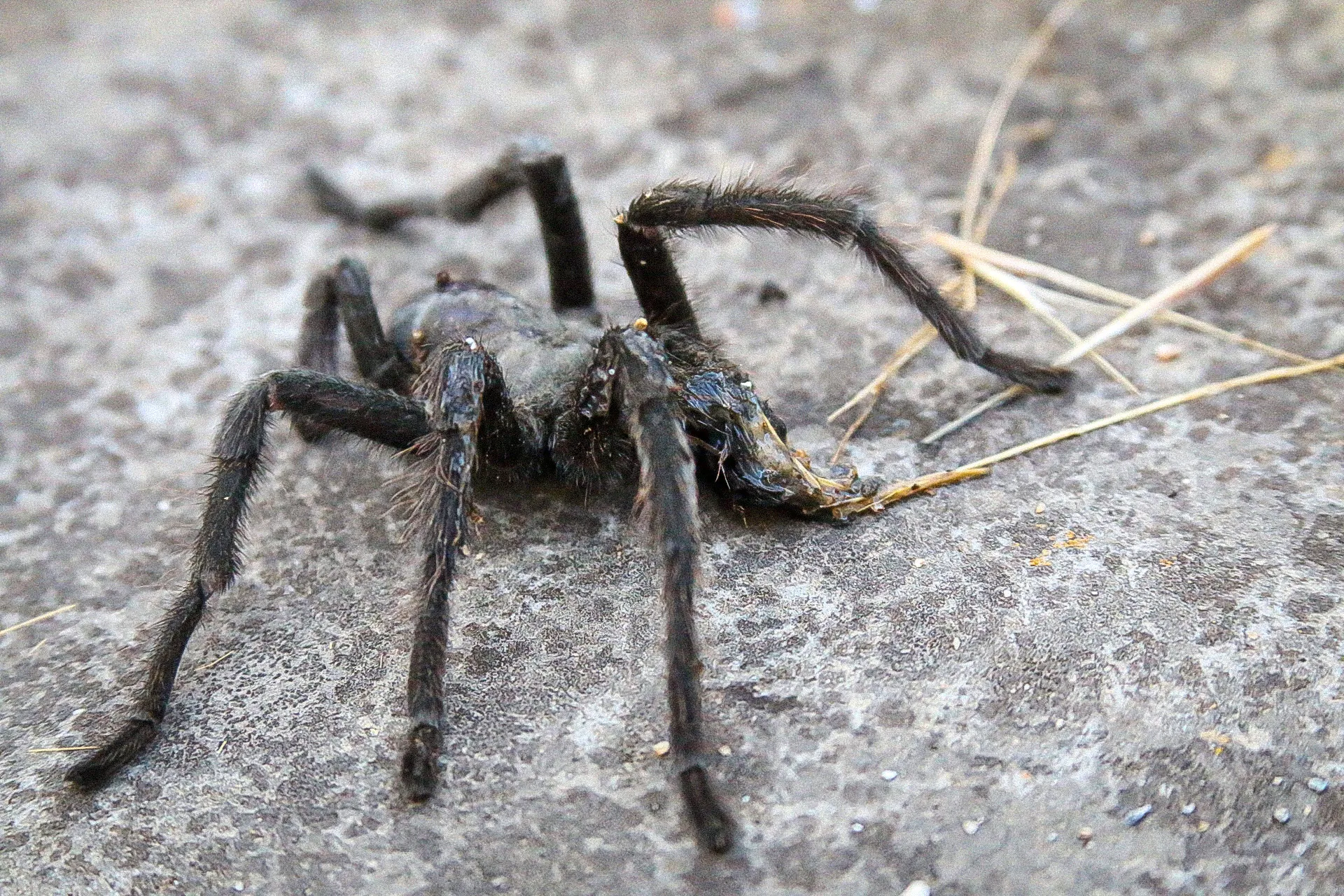 22411 tarantula environment enclosure