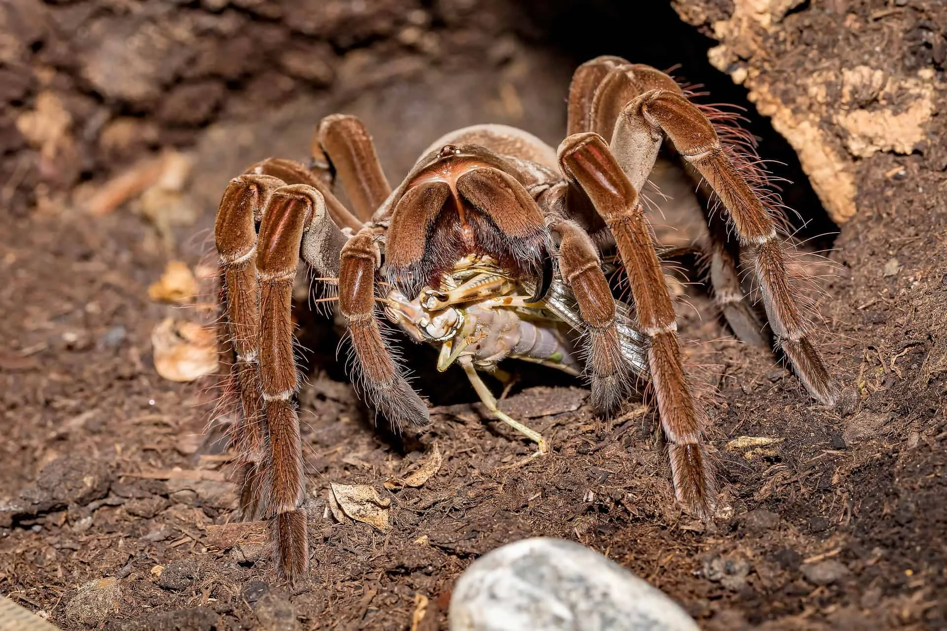 /img/22411-tarantula-environment-feeding.webp