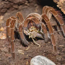 /img/22411-tarantula-environment-feeding.webp
