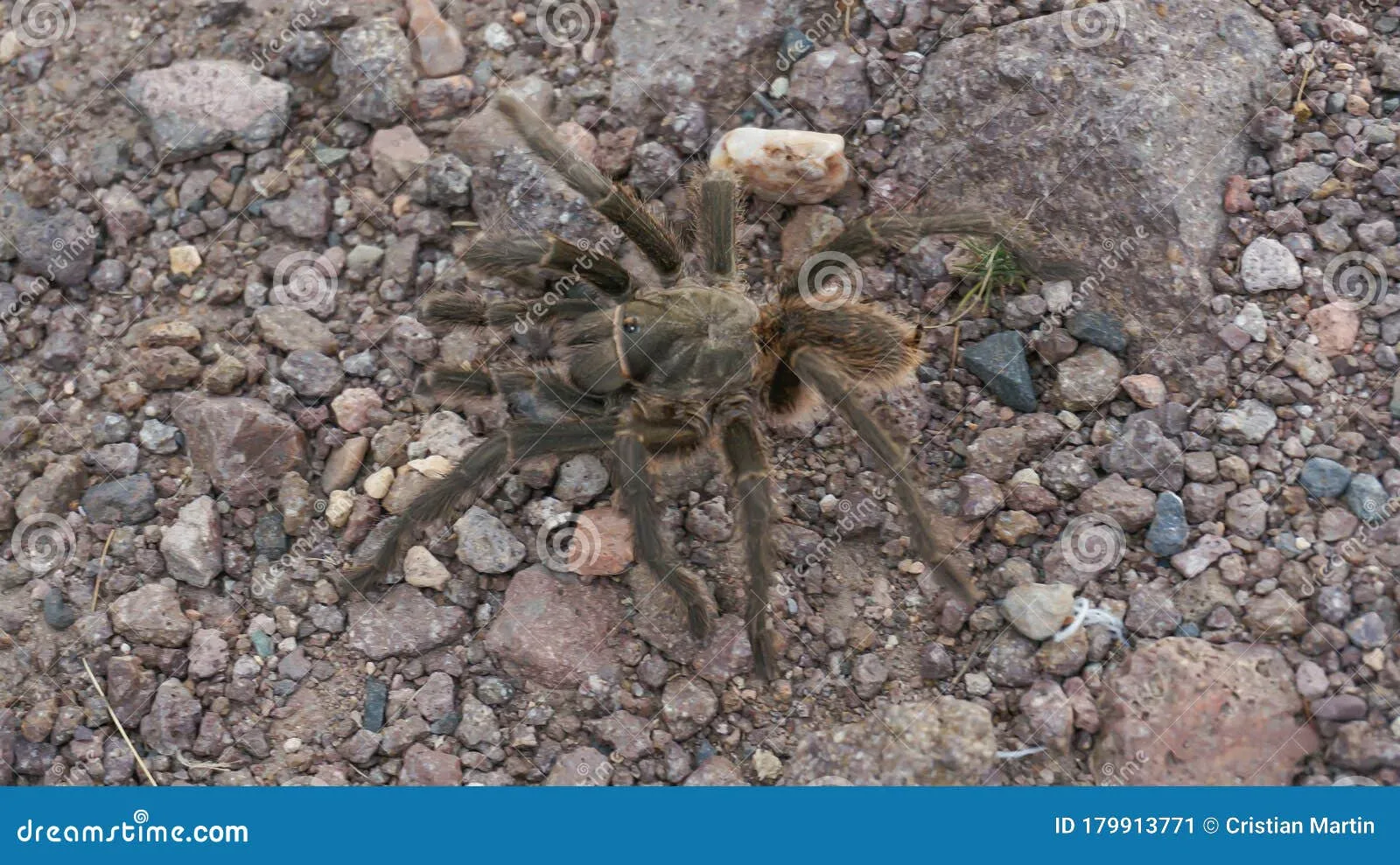 22411 tarantula environment humidity