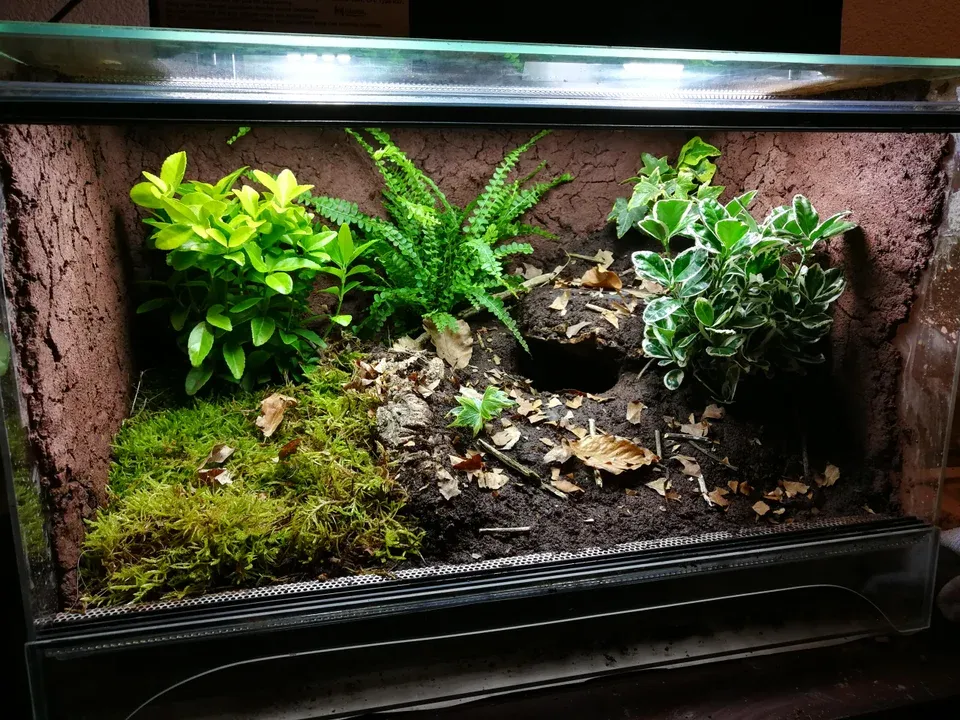 22412 tarantula humidity temperature