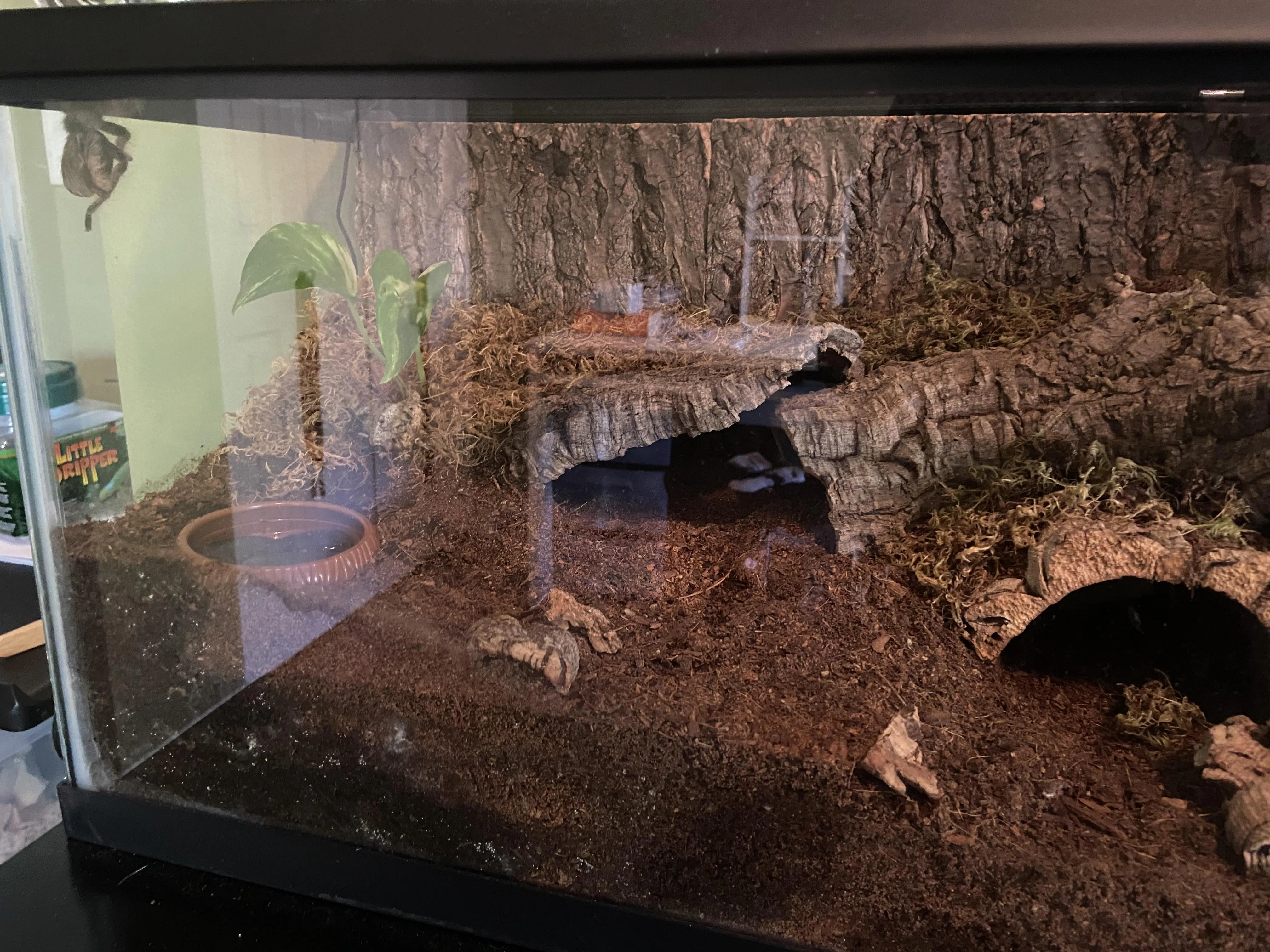 22412 tarantula ventilation importance