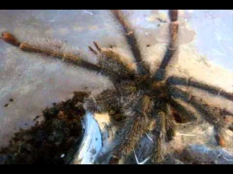 22414 tarantula feeding main