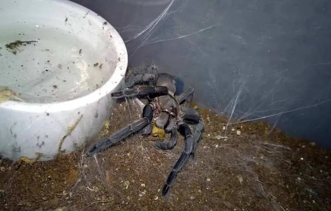 22414 tarantula feeding process