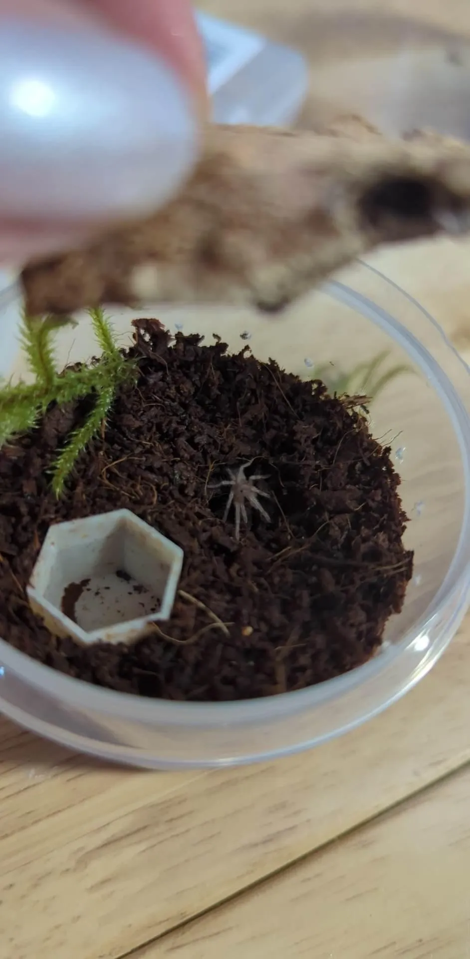 22415 tarantula enclosure setup