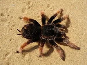 22415 tarantula substrate