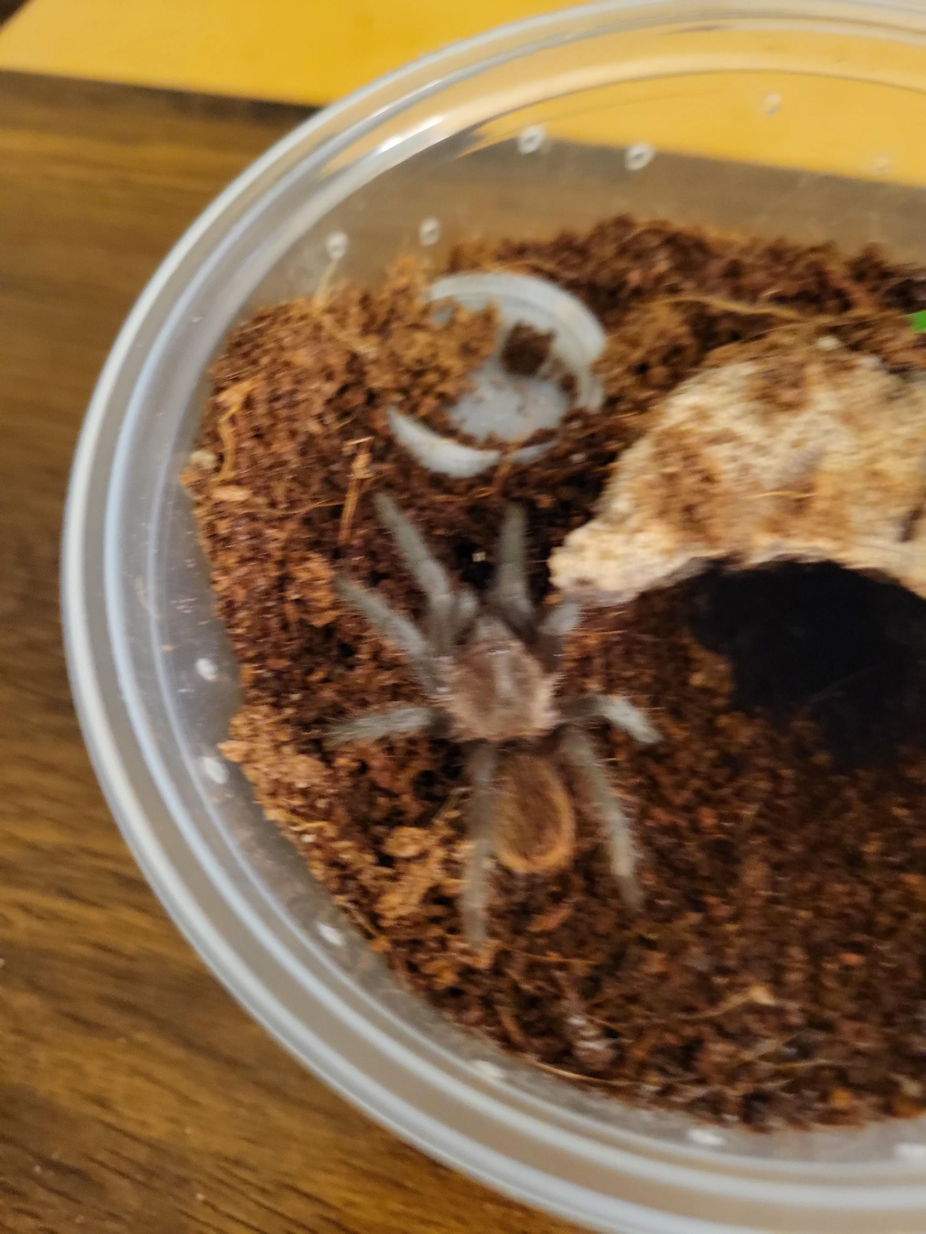 22416 tarantula sling body structure