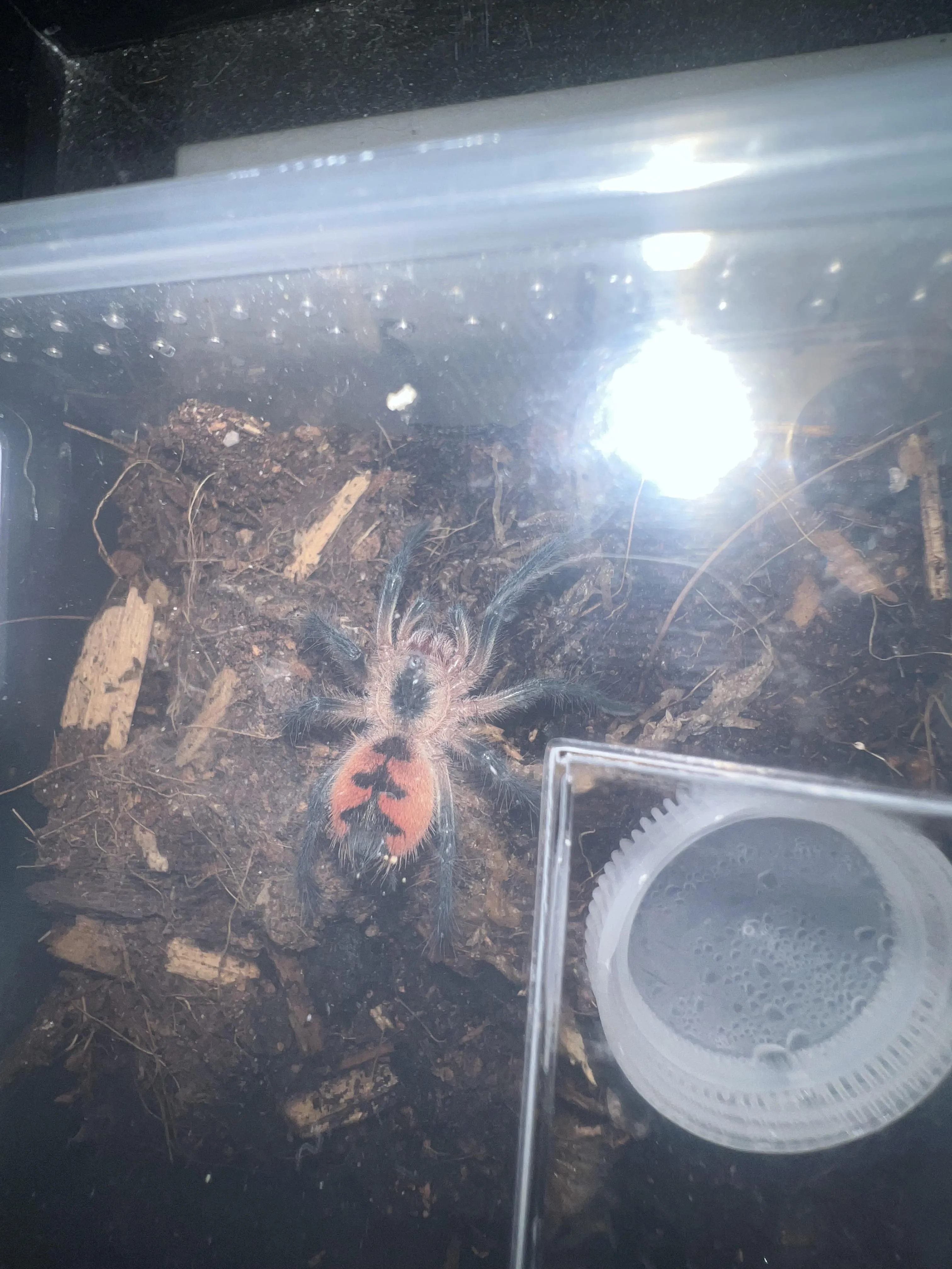 /img/22416-tarantula-sling-care.webp