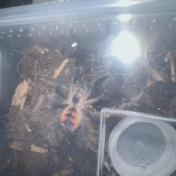 /img/22416-tarantula-sling-care.webp